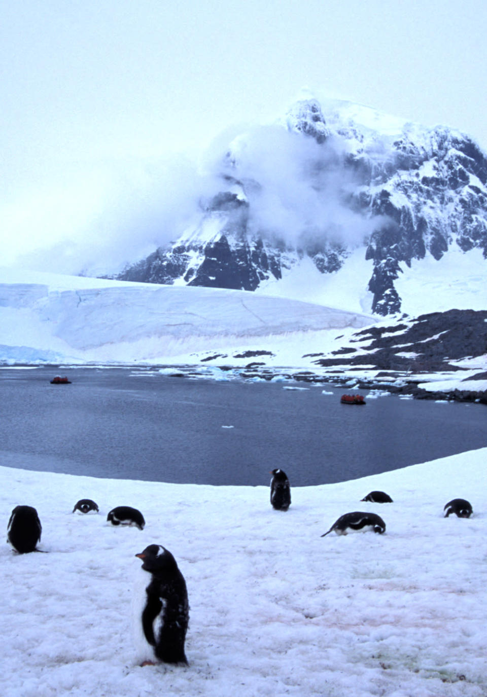 <b>Antarctic Peninsula, 2002</b> <p> Penguins and ice, penguins and ice, penguins and ice -- that’s what we saw in Antarctica! Gentoo penguins love the frigid weather, but did you know that 11 of the 17 penguin species live in warmer climates? Just recently we mounted a camera in our Humboldt penguin habitat at the Columbus Zoo -- check it out: <a href="http://www.nationwide.com/cps/nw-your-zoo-view.htm" rel="nofollow noopener" target="_blank" data-ylk="slk:www.yourzooview.com;elm:context_link;itc:0;sec:content-canvas" class="link ">www.yourzooview.com</a>.</p>