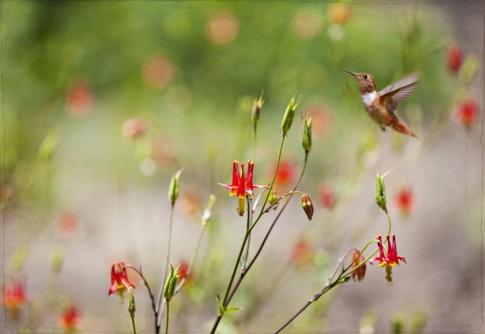 <p>Red-flowered varieties of this early spring North American wildflower are particularly nutritious for hummingbirds. According the <a href="https://www.fs.fed.us/wildflowers/beauty/columbines/red.shtml" rel="nofollow noopener" target="_blank" data-ylk="slk:U.S. Forest Service" class="link ">U.S. Forest Service</a>, the nectar of red columbine varieties has <em>twice</em> the sugar content of other native columbines. </p><p><strong>Plant in light to moderate shade to full sun. Hardy in zones 2 to 9; re-seeds readily.</strong></p>