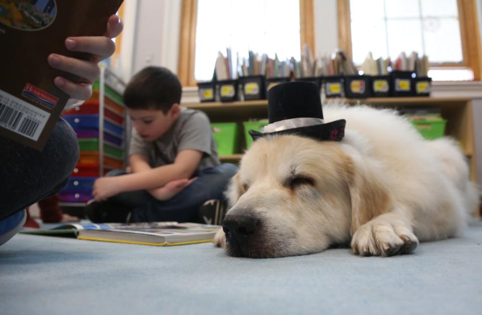 Layton, NJ -- November 29, 2023 -- John Paul with Tyler while John Paul and his classmates read. John Coco, a Sussex County beekeeper is retiring Tyler, a Great Pyrenees that Coco has been taking to the Sandyston-Walpack School since the pandemic. Tyler comforts the elementary school students by having them read and talk to him as he relaxes in the classrooms.