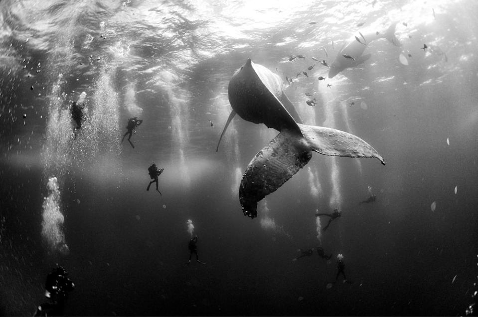 Underwater photograph of a whale taken by Anuar Patjane Floriuk.