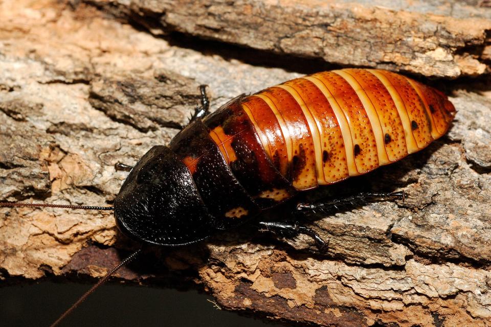 The Madagascar Hissing Cockroach from The Bronx Zoo