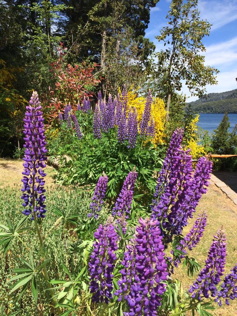 Flores en Villa la Angostura. (Mario Cippitelli)