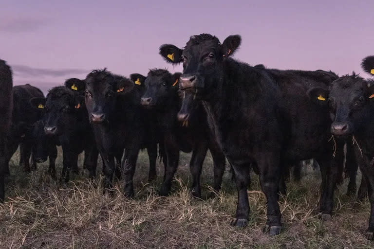 Uruguay exporta aproximadamente el 80 por ciento de su carne de res.Credit...