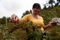 A woman harvests raspberries at a local farm near Chillan
