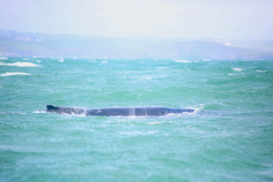 The humpback whale tangled in ropes off the Cornwall coast.