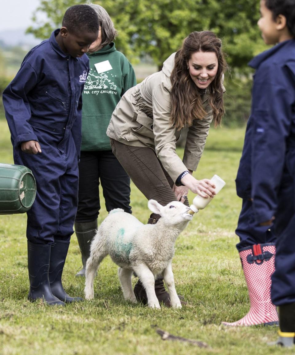 britains catherine, duchess of cambridge feeds stinky the lamb as children from londons vauxhall primary school look on during a visit to a farms for children farm in gloucestershire on may 3, 2017 photo by richard pohle pool afp photo by richard pohlepoolafp via getty images