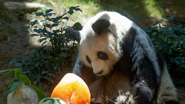 PHOTO: Chinese Giant panda An An celebrates his 29th birthday at the Ocean Park in Hong Kong on July 28, 2015. The world's oldest-ever male giant panda in captivity on Thursday, July 21, 2022 passed away after being euthanized in Hong Kong. (Kin Cheung/AP)
