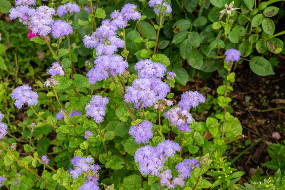 Floss flower (Ageratum houstonianum)