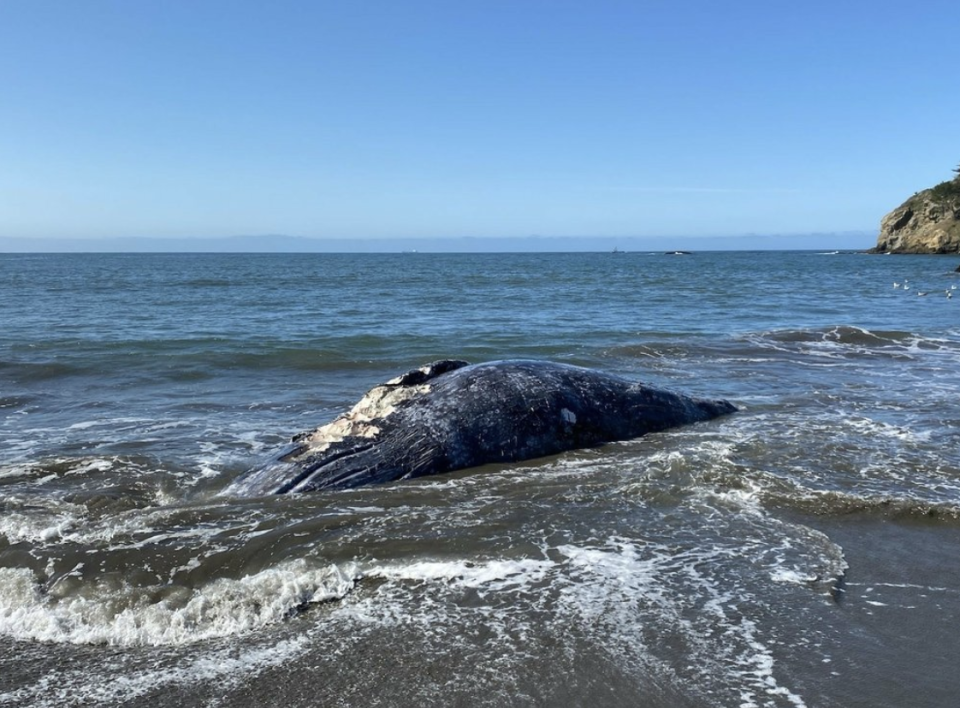 One of the four dead gray whales 