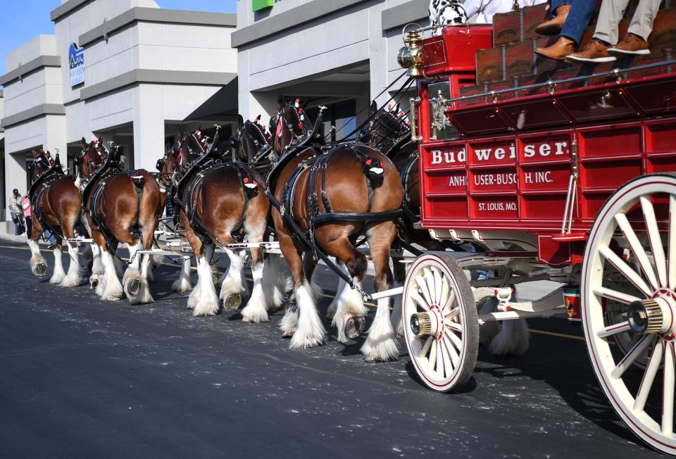 The world-famous Budweiser Clydesdale horses, hitched to the classic red beer wagon, parade on a short route for guests at Food City in Oak Ridge, Saturday, Nov. 11, 2023.