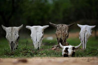 <p>Skulls of cattle are shown in Coremas, Paraiba state, Brazil, Feb. 11, 2017. (Photo: Ueslei Marcelino/Reuters) </p>