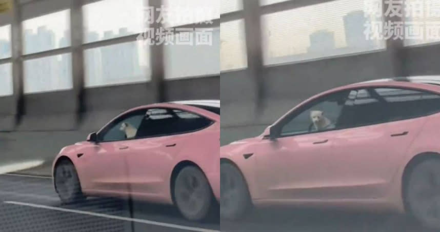 粉色特斯拉車主讓狗狗坐在駕駛座上。（圖／翻攝自微博／農民頻道）