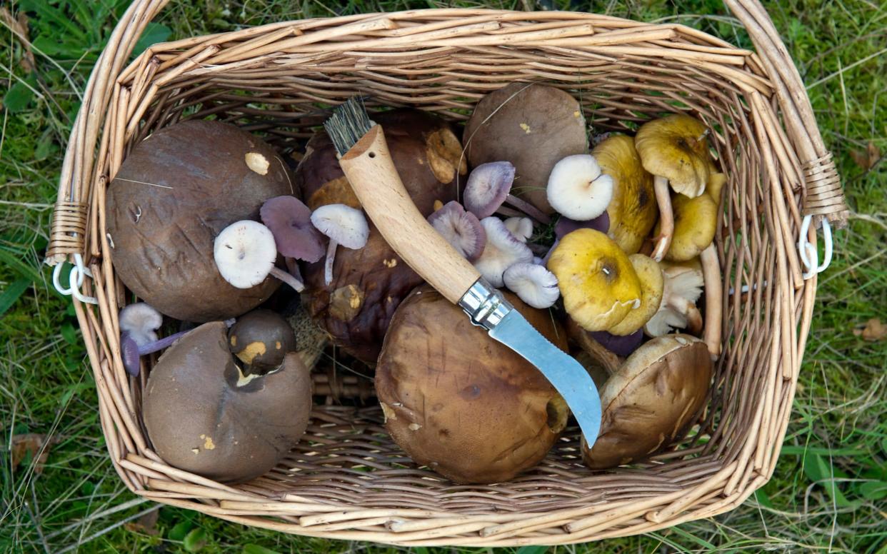 Experts advise on what (and what not) to pick when foraging for mushrooms - Christopher Jones