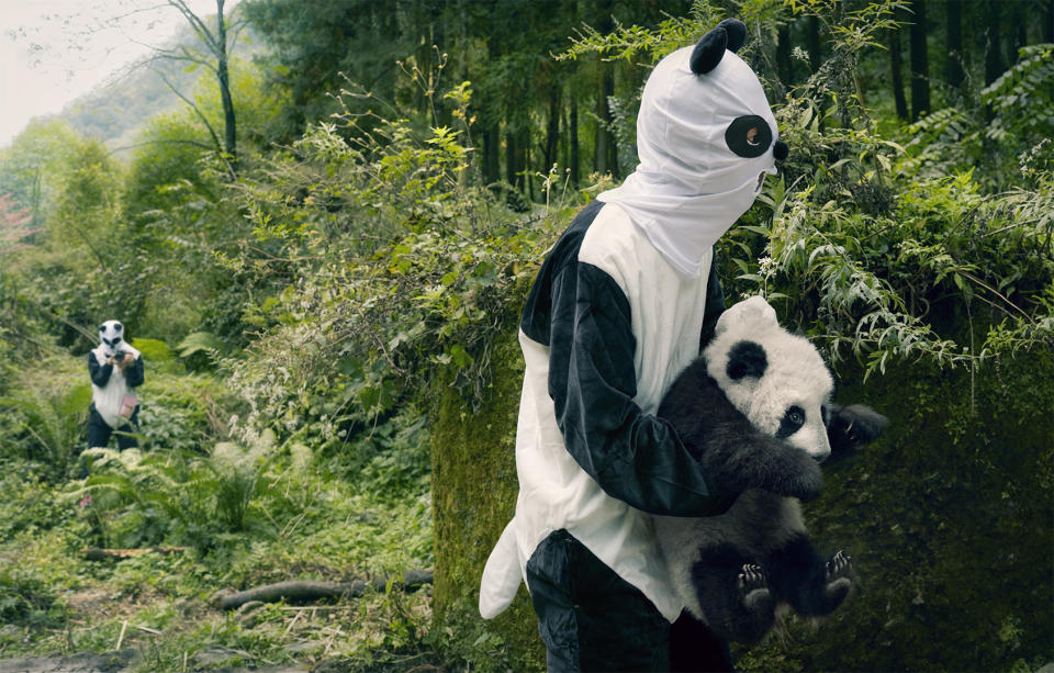 Panda Cub Reintroduction Program