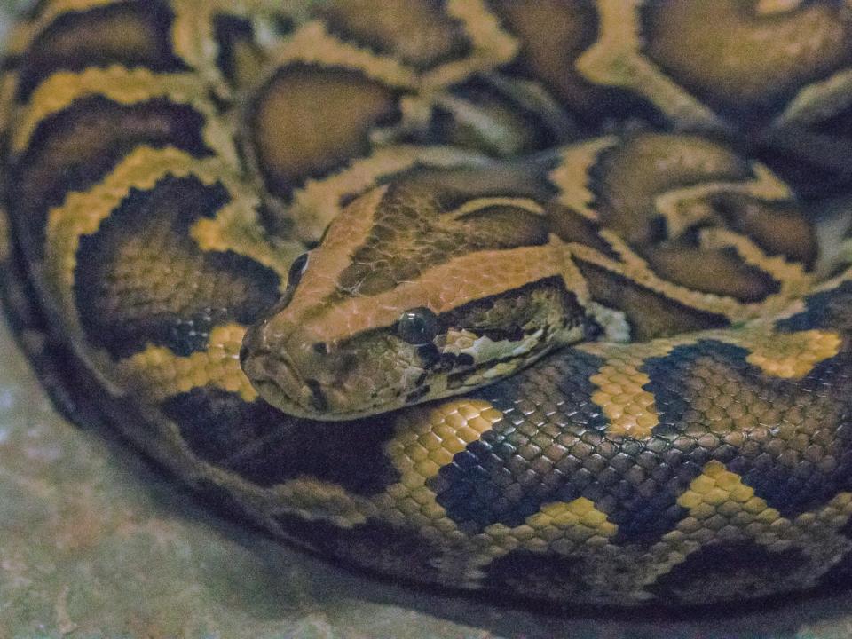 Florida is a hotspot for alien species among continental regions, including the Burmese python: Getty Images/iStockphoto