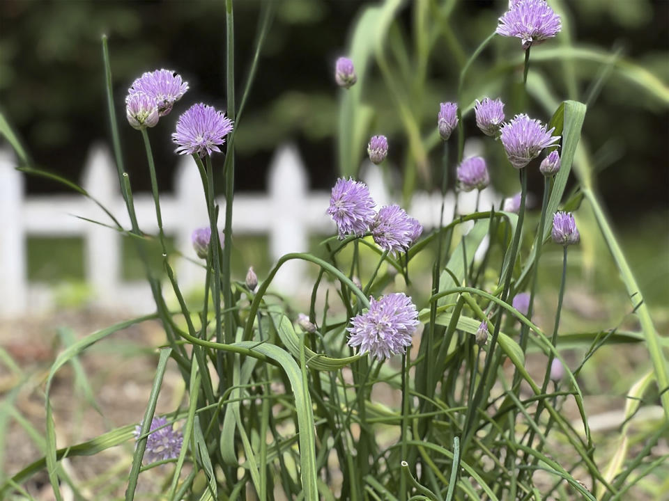 This May 24, 2022 image provided by Jessica Damiano shows chives blooming in Glen Head, New York. Chives are among many edibles that can be used in "foodscaping," a gardening style that includes ornamental and edible plants growing side-by-side. (Jessica Damiano via AP)