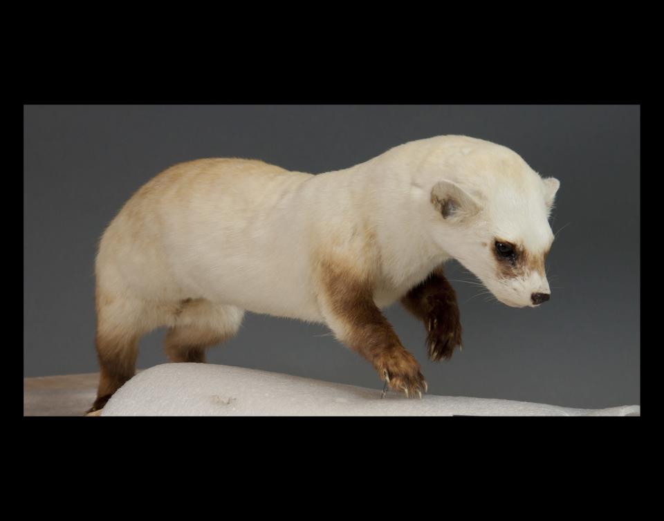 To restore the animals, like the ferret pictured here, back to their exact likeness, the museum's conservationists used photos of living specimens and the animals' real pelts from the museum's extensive collection.