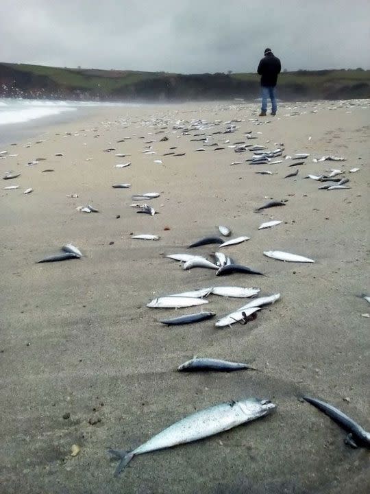 Beachgoers were greeted by bizarre sight of thousands of dead fish washed ashore. Souce: @edbol/Twitter.