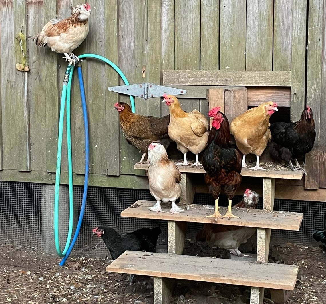 After an avian flu outbreak, 170 birds were euthanized at the Daufuskie Community farm. Among them over 100 chickens, 12 ducks, six geese and 16 guinea fowl.