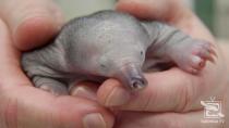 A rescued short-beaked echidna puggle is held by a person at Taronga Wildlife Hospital in Sydney, Australia