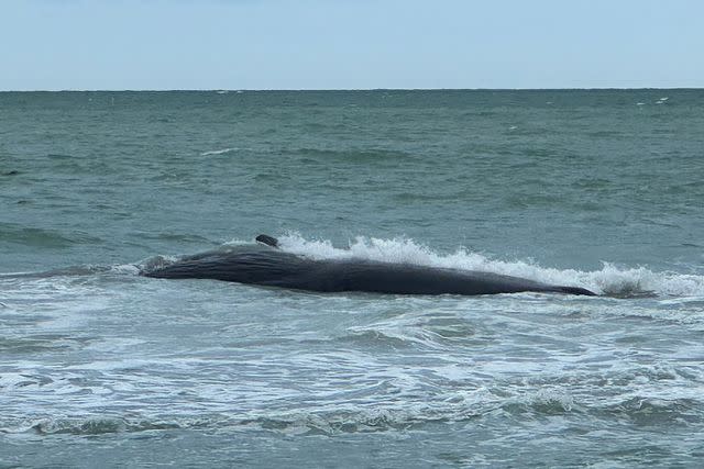 <p>Venice Police Department/ Facebook</p> The sperm whale on the beach in Venice. Fla.