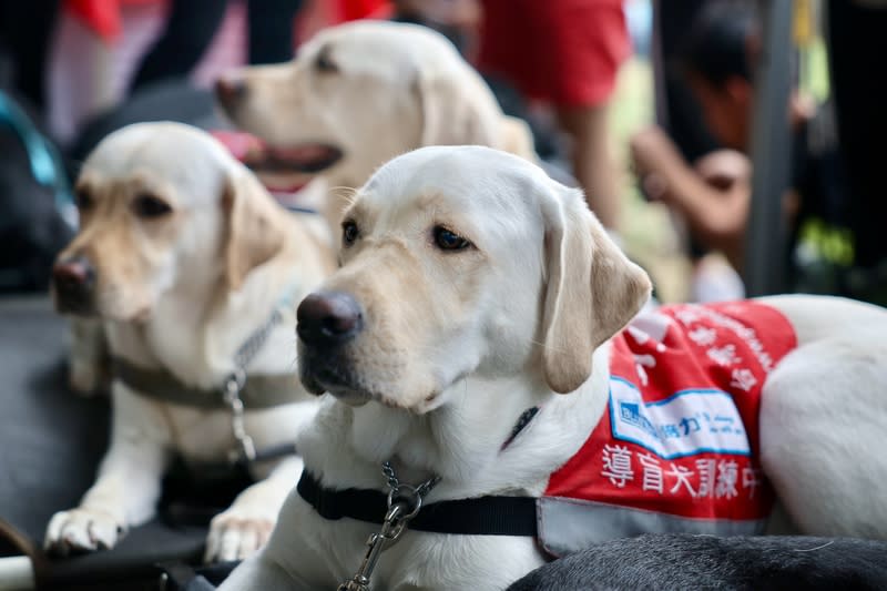 導盲犬公益園遊會台北舉行（2） 「攜愛導盲犬 點亮心視界」公益園遊會15日在台北華 山文創園區熱鬧舉行，現場歡迎民眾近距離與導盲犬 互動，一起認識、了解導盲犬。圖為穿著受訓中背心 參與活動的導盲犬。 中央社記者王飛華攝  113年6月15日 