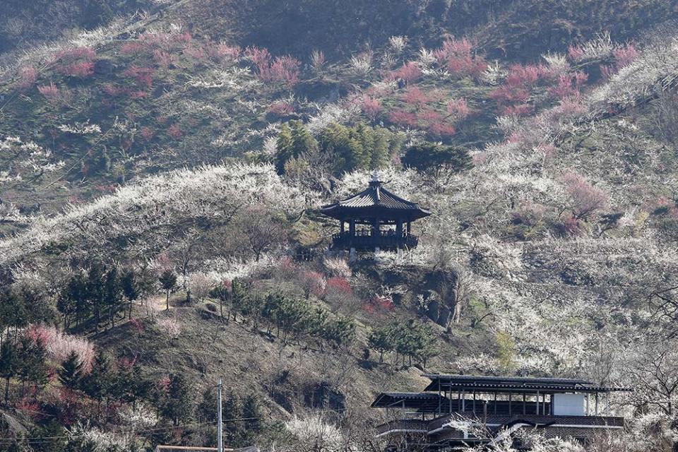 光陽梅花村（Photo by NurPhoto, Image Source : Getty Editorial）