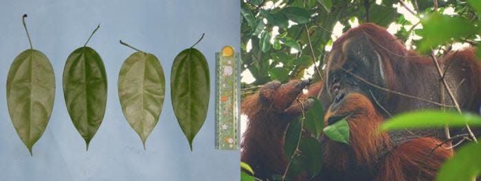 Side-by-side of Akar Kuning leaves and an orangutan feeding on them in the wild.