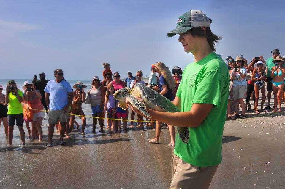 A  green sea turtle named Roadhouse was released Wednesday, July 26, at James H. Nance Park in Indialantic. Roadhouse’s 11-month rehabilitation at the Brevard Zoo’s Sea Turtle Healing Center included an innovative new treatment for fibropapillomatosis. Ben Von Eschen, Brevard Zoo Teen Sea Turtle Healing aide, got to release Roadhouse. 