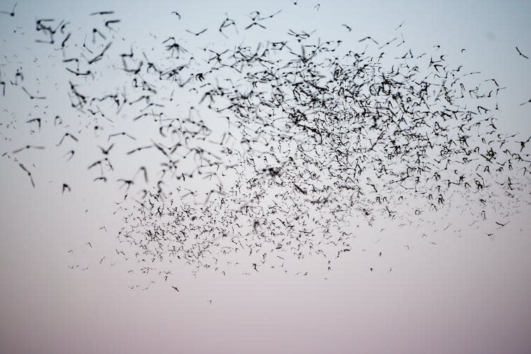 <span class="caption">Mexican free-tailed bats leaving a cave.</span> <span class="attribution"><a class="link " href="https://www.shutterstock.com/image-photo/mexican-freetailed-bats-leaving-south-texas-642865711" rel="nofollow noopener" target="_blank" data-ylk="slk:GizmoPhoto/Shutterstock;elm:context_link;itc:0;sec:content-canvas">GizmoPhoto/Shutterstock</a></span>