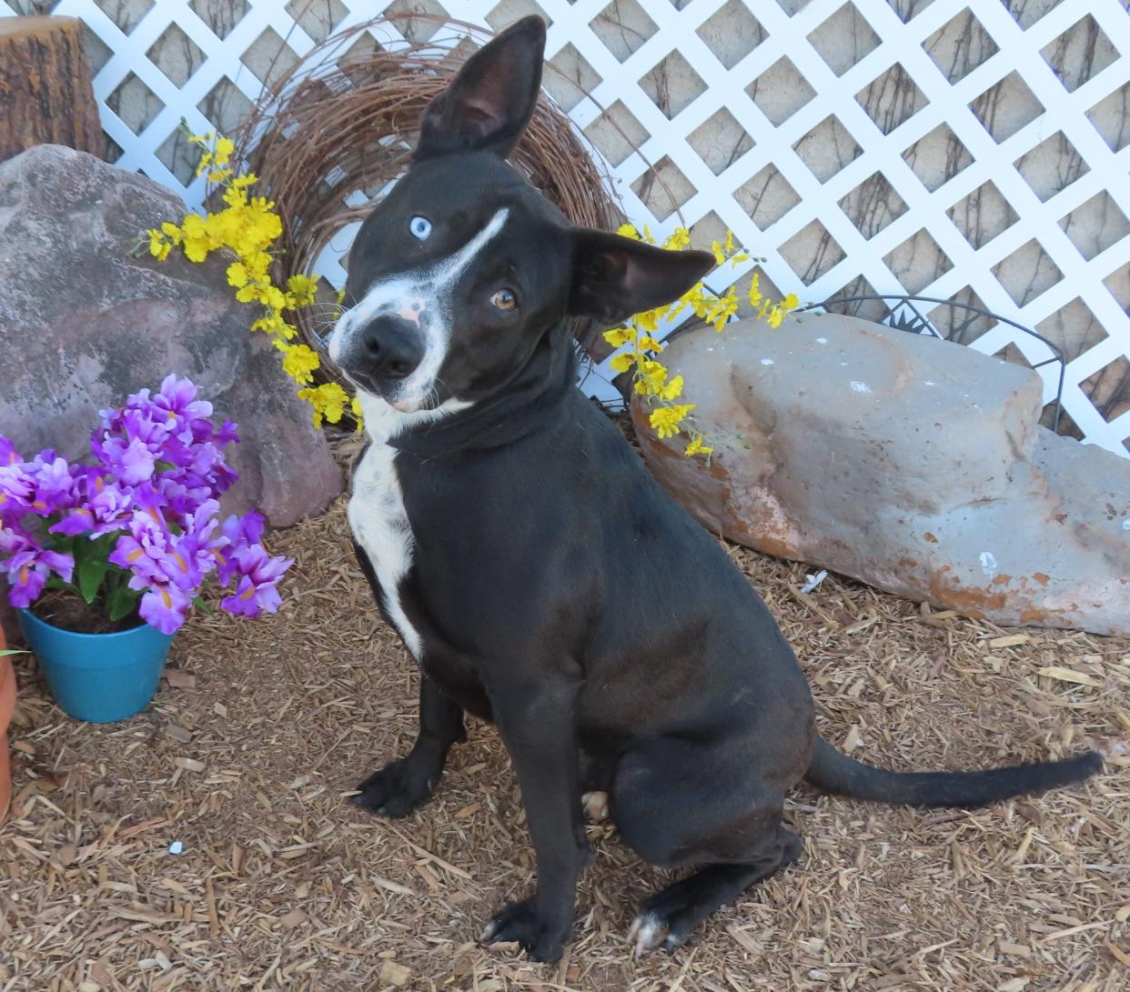 Chicano, ID #424576, came into the shelter as a stray on March 6. He likes to go to coffee shops for pup cups and to meet people and other dogs. Chicano is a handsome and friendly 1-year-old, 63-pound pit bull terrier and Labrador mix. We are working with Chicano on not tugging on a leash. He likes car rides and tummy rubs. To meet Chicano, go to the Oklahoma City Animal Shelter at 2811 SE 29 between noon and 5 p.m. Tuesday through Saturday. Go online to www.okc.gov or www.okc.petfinder.com to see all the cats and dogs available for adoption. The shelter is in need of blankets, comforters, and towels.