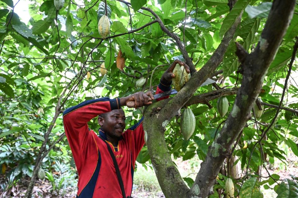 <span>Un cultivateur de cacao dans le village de Hermankono, en Côte d'Ivoire, le 14 novembre 2023</span><div><span>Sia KAMBOU</span><span>AFP</span></div>