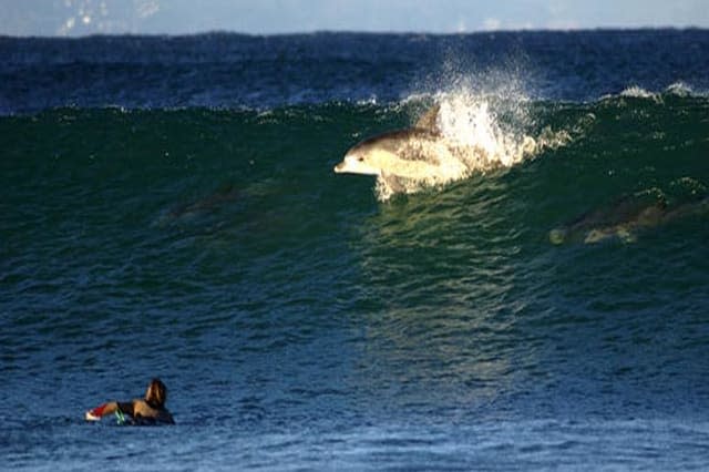Dolphin breaks through water in Jeffreys Bay as surfers look on