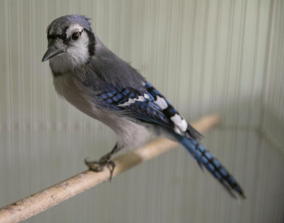 A blue jay that is being rehabilitated, Westfield, Tuesday, June 4, 2019. For the Birds of Indiana is operated by Liz and Chris Hatton and the couple is worried that in their advancing years, they won't find someone to take over the operation. 