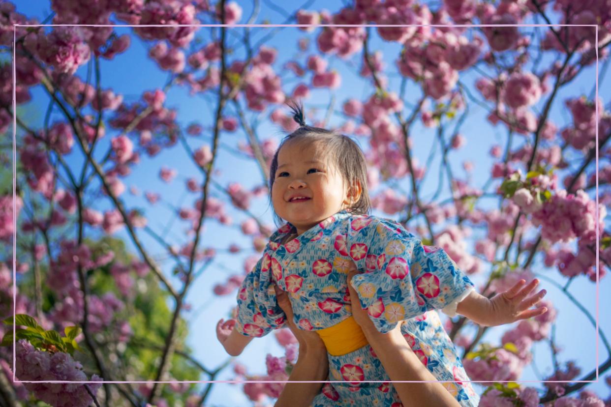  A baby being held up towards a cherry blossom tree. 