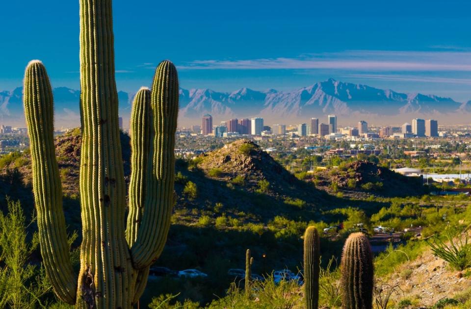 Cactus with cityscape in background