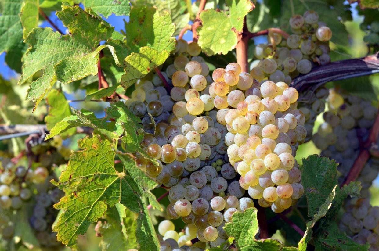 This byproduct of winemaking has a clean, light flavor and is a good source of both vitamin E and oleic acid, a fat that may help slash stroke risk by up to 73 percent, according to a recent study in the journal <em>Neurology</em>. Further, scientists at the University of California found oleic acid may curb hunger pangs by being converted into an appetite-quelling hormone. Look for expeller-pressed grapeseed oil, meaning it was extracted by crushing the seeds in a mechanical press without the use of harsh chemicals such as hexane.  <strong>Best Uses:</strong> A neutral flavor makes grapeseed oil a jack-of-all-cooking-trades and is especially good if you don't want to taste the oil in your recipe, such as when preparing kale chips, sautéing onions or baking sweet potato fries. It emulsifies very well, so use it for making mayonnaise and creamy dressings that won't separate when chilled. Grapeseed oil can also substitute butter or shortening in most baked good recipes.