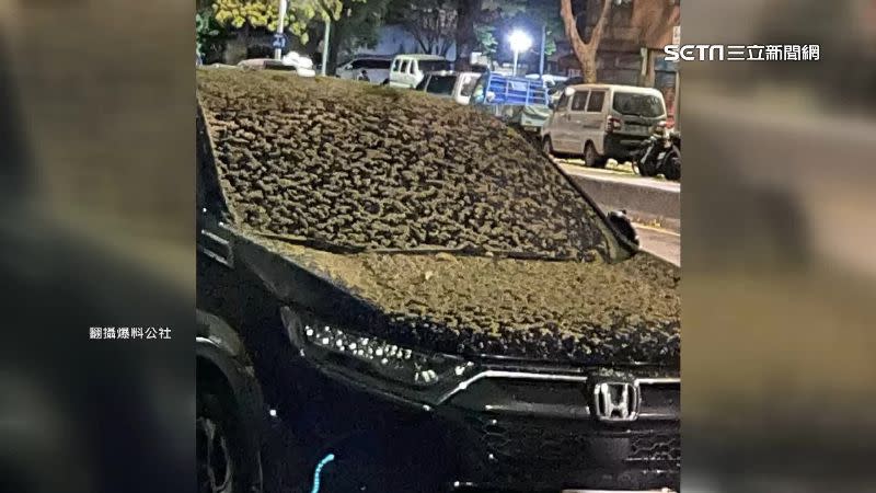 停在路邊的車輛引擎蓋跟擋風玻璃上，都被果實和落葉蓋滿。（圖／翻攝自爆料公社）