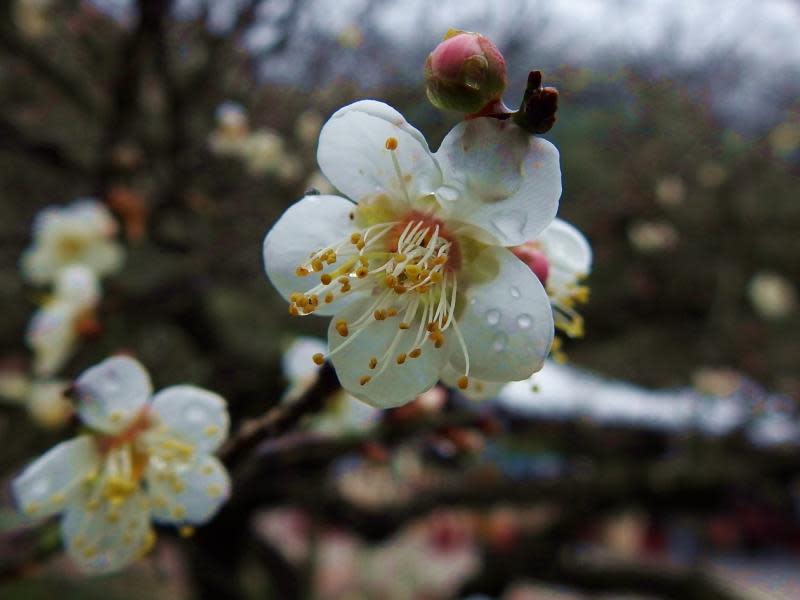 梅子泡菜DIY熱翻天　信義鄉踏雪尋梅樂開鑼