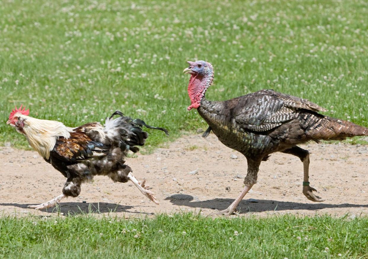 Race between a rooster and a turkey cock. RAW-file developed with Adobe Lightroom.