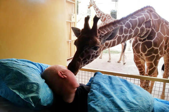 Giraffe kisses terminally ill zookeeper goodbye at Rotterdam Zoo