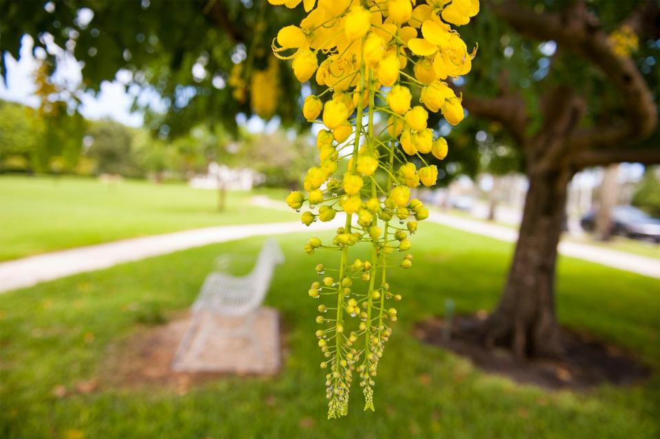 Cassia fistula blooms at Bradley Park in Palm Beach.