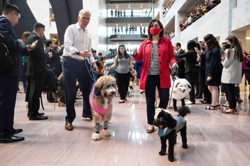 US Senator Thom Tillis (L), R-NC, walks his dog Mitch (R), dressed as US Senator Mitch McConnell, and Theo (C), in costume as US Senator Kyrsten Sinema during the annual Congressional Dog Costume Parade on Capitol Hill in Washington, DC, on October 27, 2021. (Photo by Jim WATSON / AFP) (Photo by JIM WATSON/AFP via Getty Images)