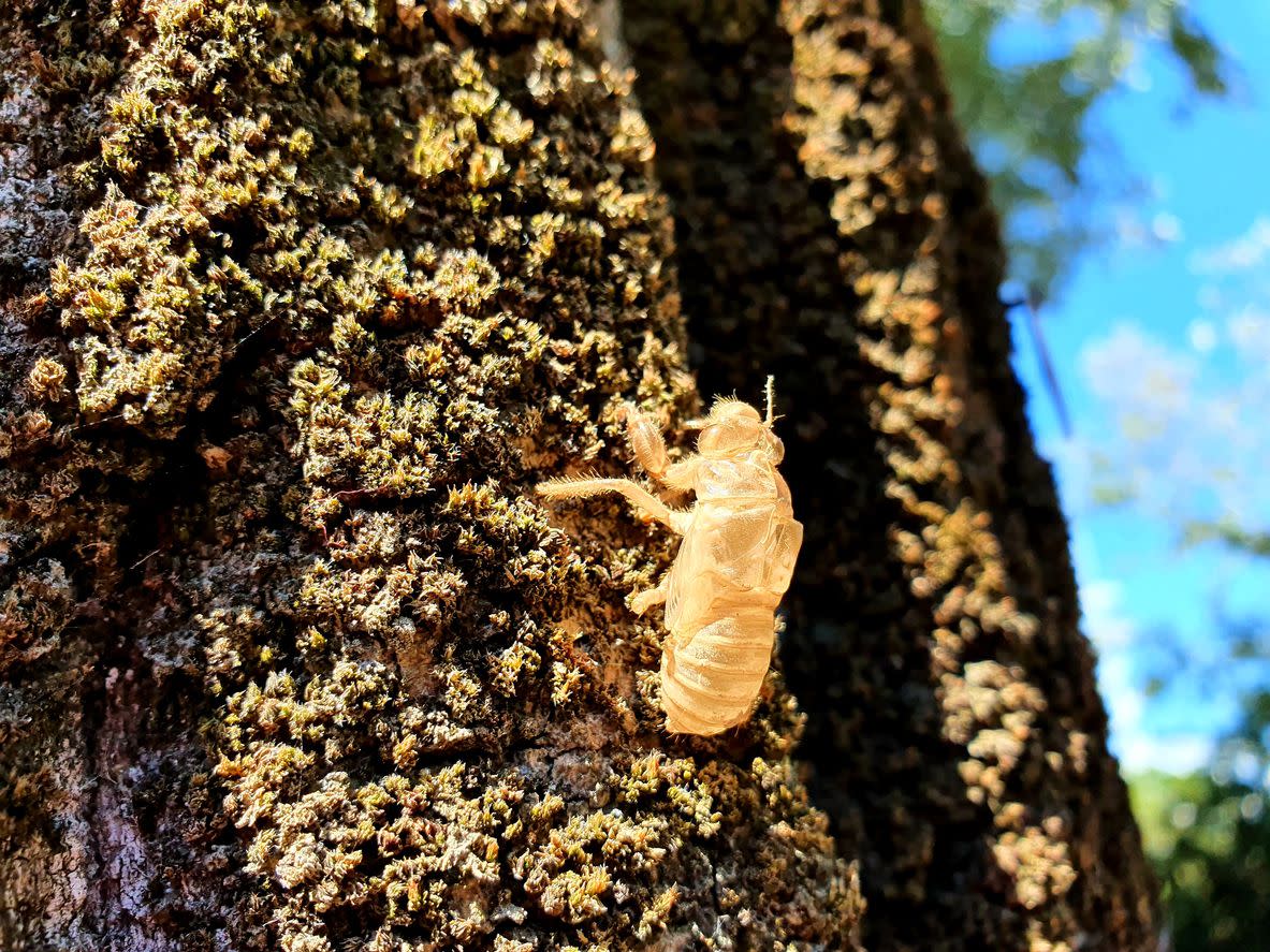 Cicada exuviae after the adult animal has left. The image shows the exuviae on tree bark.