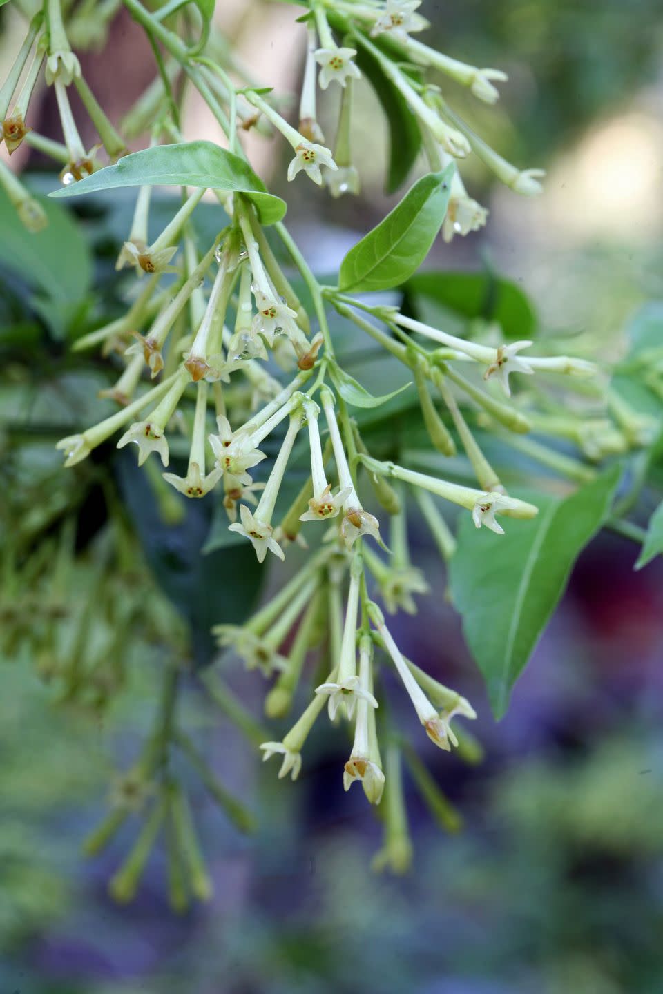 flowers that bloom at night like jasmine