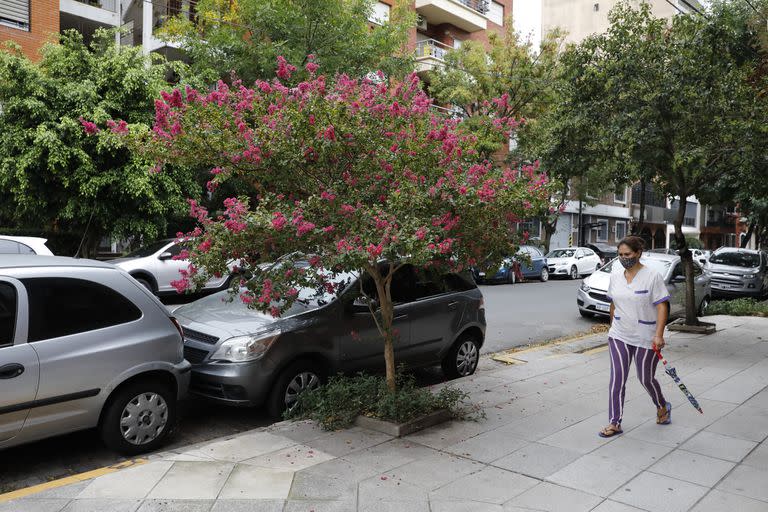 El crespón ubicado en la intersección de las calles Conde y Roosevelt, en la comuna 12, uno de los barrios con mayor cantidad de ejemplares de esta especie