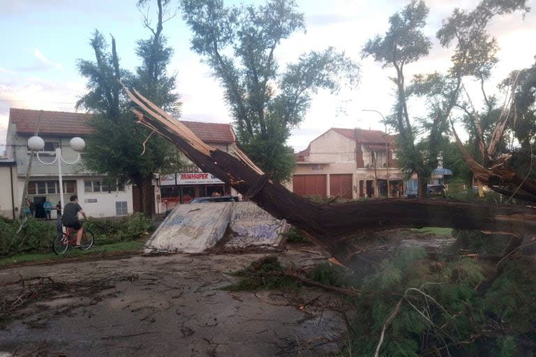 Árboles caídos, lo que dejó el temporal