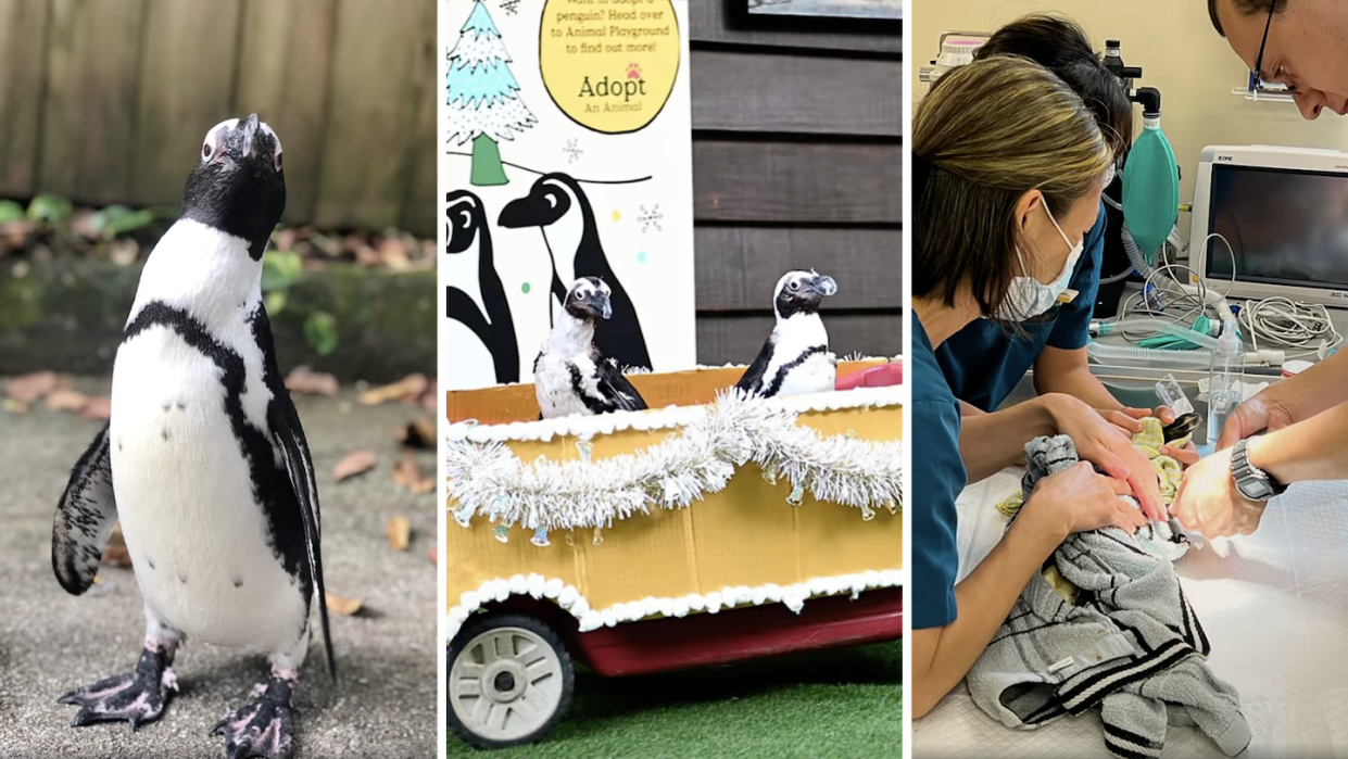 14-year-old penguin, Ben, from Singapore Zoo dies from respiratory tract lumps