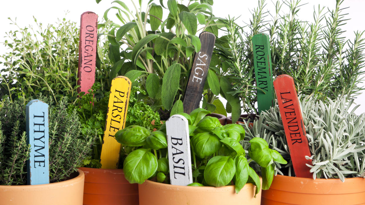  A selection of herbs including basil. parsley, thyme and oregano 