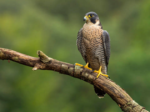 "We see peregrine falcons and golden eagles – but no lynx" - Credit: GETTY